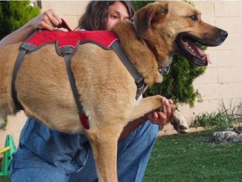 L’AEFA distribueix un díptic sobre Fisioteràpia aplicada a animals